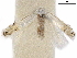  ( - CCDB-35907-A10)  @11 [ ] CreativeCommons - Attribution (2020) CBG Photography Group Centre for Biodiversity Genomics