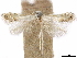  ( - CCDB-35907-A11)  @11 [ ] CreativeCommons - Attribution (2020) CBG Photography Group Centre for Biodiversity Genomics