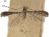  ( - CCDB-35907-C07)  @11 [ ] CreativeCommons - Attribution (2020) CBG Photography Group Centre for Biodiversity Genomics