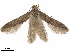  ( - CCDB-35907-G06)  @11 [ ] CreativeCommons - Attribution (2020) CBG Photography Group Centre for Biodiversity Genomics