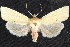  ( - CCDB-35908-A01)  @11 [ ] CreativeCommons - Attribution (2020) CBG Photography Group Centre for Biodiversity Genomics
