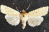  ( - CCDB-35908-A11)  @11 [ ] CreativeCommons - Attribution (2020) CBG Photography Group Centre for Biodiversity Genomics