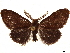  ( - CCDB-35908-H08)  @11 [ ] CreativeCommons - Attribution (2020) CBG Photography Group Centre for Biodiversity Genomics