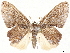  (Dirades latibrunnea - CCDB-35909-A09)  @11 [ ] CreativeCommons - Attribution (2020) CBG Photography Group Centre for Biodiversity Genomics