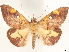  ( - CCDB-35909-D03)  @11 [ ] CreativeCommons - Attribution (2020) CBG Photography Group Centre for Biodiversity Genomics