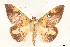  ( - CCDB-35909-D04)  @11 [ ] CreativeCommons - Attribution (2020) CBG Photography Group Centre for Biodiversity Genomics