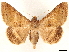  ( - CCDB-35909-D10)  @13 [ ] CreativeCommons - Attribution (2020) CBG Photography Group Centre for Biodiversity Genomics