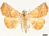  ( - CCDB-35909-E06)  @11 [ ] CreativeCommons - Attribution (2020) CBG Photography Group Centre for Biodiversity Genomics
