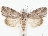  ( - CCDB-35909-F07)  @11 [ ] CreativeCommons - Attribution (2020) CBG Photography Group Centre for Biodiversity Genomics