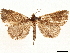  ( - CCDB-35911-B03)  @11 [ ] CreativeCommons - Attribution (2020) CBG Photography Group Centre for Biodiversity Genomics