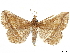  (Salia mimalis - CCDB-35911-B08)  @11 [ ] CreativeCommons - Attribution (2020) CBG Photography Group Centre for Biodiversity Genomics