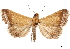  ( - CCDB-35911-B10)  @11 [ ] CreativeCommons - Attribution (2020) CBG Photography Group Centre for Biodiversity Genomics