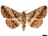  (Hadennia jutalis - CCDB-35911-C02)  @11 [ ] CreativeCommons - Attribution (2020) CBG Photography Group Centre for Biodiversity Genomics