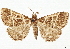  (Bleptina albivenata - CCDB-35911-C04)  @11 [ ] CreativeCommons - Attribution (2020) CBG Photography Group Centre for Biodiversity Genomics