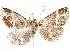  ( - CCDB-35911-C07)  @11 [ ] CreativeCommons - Attribution (2020) CBG Photography Group Centre for Biodiversity Genomics