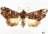  ( - CCDB-35911-D02)  @11 [ ] CreativeCommons - Attribution (2020) CBG Photography Group Centre for Biodiversity Genomics