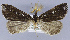  (Rejectaria amicalis - CCDB-33582-C11)  @11 [ ] CreativeCommons - Attribution Share-Alike (2019) Unspecified Smithsonian Institution National Museum of Natural History