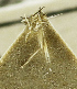 ( - CCDB-24712-A01)  @11 [ ] CreativeCommons - Attribution Share-Alike (2019) Unspecified Smithsonian Institution National Museum of Natural History