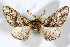  ( - AMNH_IZC 00197130)  @11 [ ] Unspecified (default): All Rights Reserved  Unspecified Unspecified