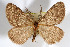  (Animomyia smithii - AMNH_IZC 00197021)  @11 [ ] Unspecified (default): All Rights Reserved  Unspecified Unspecified