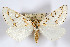  (Philtraea surcaliforniae - AMNH_IZC 00197116)  @11 [ ] Unspecified (default): All Rights Reserved  Unspecified Unspecified