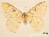  (Nemoria tisstigmaria - USNM ENT 01920444)  @11 [ ] Unspecified (default): All Rights Reserved  Unspecified Unspecified
