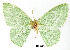  (Nemoria carbina - USNM ENT 01920446)  @11 [ ] Unspecified (default): All Rights Reserved  Unspecified Unspecified