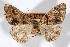  (Gabriola sierrae - AMNH_IZC 00197136)  @11 [ ] Unspecified (default): All Rights Reserved  Unspecified Unspecified