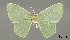  (Nemoria nympharia - USNM ENT 01920450)  @11 [ ] Unspecified (default): All Rights Reserved  Unspecified Unspecified