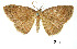  (Eusarca demoleon - USNM ENT 01920191)  @11 [ ] Unspecified (default): All Rights Reserved  Unspecified Unspecified