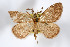  (Animomyia dilatata - AMNH_IZC 00197022)  @11 [ ] Unspecified (default): All Rights Reserved  Unspecified Unspecified