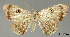  (Opisthoxia interrupta - USNM ENT 01920378)  @11 [ ] Unspecified (default): All Rights Reserved  Unspecified Unspecified
