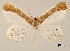  (Opisthoxia vitenaria - USNM ENT 01920382)  @11 [ ] Unspecified (default): All Rights Reserved  Unspecified Unspecified