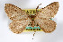  (Animomyia statuta - AMNH_IZC 00197023)  @11 [ ] Unspecified (default): All Rights Reserved  Unspecified Unspecified