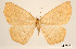  (Tetracis pagonaria - USNM ENT 01920235)  @11 [ ] Unspecified (default): All Rights Reserved  Unspecified Unspecified
