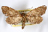  ( - AMNH_IZC 00197072)  @11 [ ] Unspecified (default): All Rights Reserved  Unspecified Unspecified