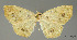  (Eusarca ischyrizoaria - USNM ENT 01920193)  @11 [ ] Unspecified (default): All Rights Reserved  Unspecified Unspecified