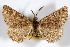  ( - AMNH_IZC 00197120)  @11 [ ] Unspecified (default): All Rights Reserved  Unspecified Unspecified