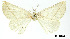  (Eusarca aspilataria - USNM ENT 01920408)  @11 [ ] Unspecified (default): All Rights Reserved  Unspecified Unspecified