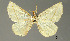  (Eusarca entochyna - USNM ENT 01920248)  @11 [ ] Unspecified (default): All Rights Reserved  Unspecified Unspecified