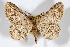  ( - AMNH_IZC 00197088)  @11 [ ] Unspecified (default): All Rights Reserved  Unspecified Unspecified