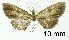  (Tornos phoxus - USNM ENT 01920424)  @11 [ ] Unspecified (default): All Rights Reserved  Unspecified Unspecified