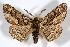  ( - AMNH_IZC 00197103)  @11 [ ] Unspecified (default): All Rights Reserved  Unspecified Unspecified