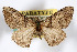  ( - AMNH_IZC 00197107)  @11 [ ] Unspecified (default): All Rights Reserved  Unspecified Unspecified