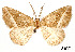  (Eusarca porrigaria - USNM ENT 01920272)  @11 [ ] Unspecified (default): All Rights Reserved  Unspecified Unspecified