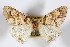  ( - AMNH_IZC 00197108)  @11 [ ] Unspecified (default): All Rights Reserved  Unspecified Unspecified