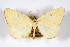  (Hesperumia fumosaria - USNM ENT 01920331)  @11 [ ] Unspecified (default): All Rights Reserved  Unspecified Unspecified
