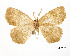  (Eusarca yssone - USNM ENT 01920277)  @11 [ ] Unspecified (default): All Rights Reserved  Unspecified Unspecified