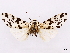  ( - CCDB-39056-B04)  @11 [ ] CreativeCommons - Attribution Share-Alike (2024) CBG Photography Group Centre for Biodiversity Genomics