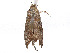  ( - CCDB-37887-B02)  @11 [ ] CreativeCommons - Attribution Share - Alike (2024) CBG Photography Group Centre for Biodiversity Genomics